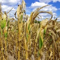 Columna de Mario Lubetkin: Nuevos desafíos en la agricultura frente al fenómeno de El Niño
