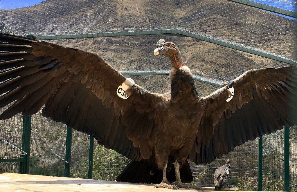 Eluney con sus alas extendidas. FOTO: Eduardo Pavez