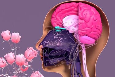 Investigación identifica los olores que mejoran la memoria y capacidad cognitiva del cerebro