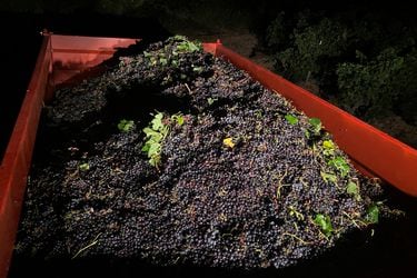 Para tomar nota en Chile: ola de calor en Francia reducirá la producción de vinos pero mejorará su calidad
