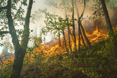 Incendios forestales: cuándo ocurren y cómo prevenirlos