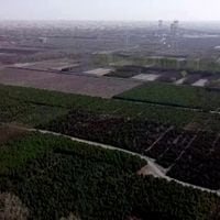 Drone muestra proyecto de replantación de árboles en el desierto de Gobi