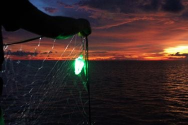 Redes de pesca iluminadas pueden ayudar a salvar a animales marinos