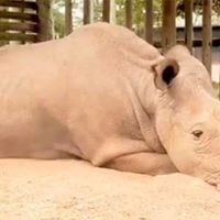 "¿Quieren saber cómo se ve la extinción? Éste es el último Rinoceronte Blanco del Norte"