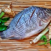Altos en mercurio: ¿Qué pescados comer y cuáles definitivamente evitar?