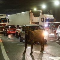 Vacas sueltas en General Velásquez: camión que transportaba animales volcó en autopista central