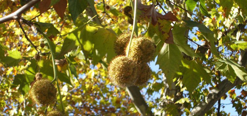 arboles-mexico-platanos-orientales-de-sombra-en-tipos-de-alergia-al-polen-alergiastop-indalo-codex-foto-xaverio-jpg