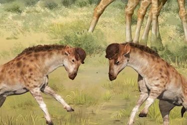 Paleontología | El origen del cuello de las jirafas estaría relacionado con su dominio sexual