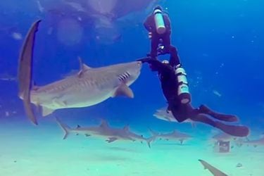 Momento en que un instructor de buceo evita que un tiburón muerda a su alumno