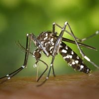 Por “múltiples focos” del mosquito del dengue: Senapred declara Alerta Amarilla para la Provincia de Los Andes