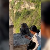 Mujer “negocia” con un mono para recuperar su celular