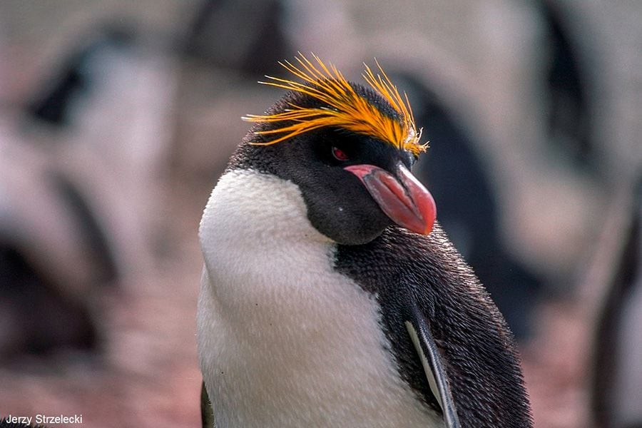 Pingüino-macaroni---Jerzy-Strzelecki