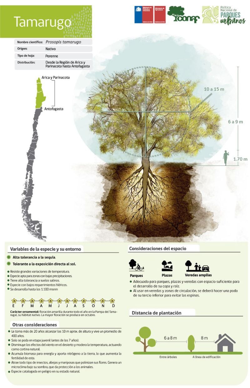 En tiempos de sequía ¿Qué especies de árboles son más resistentes? - La  Tercera