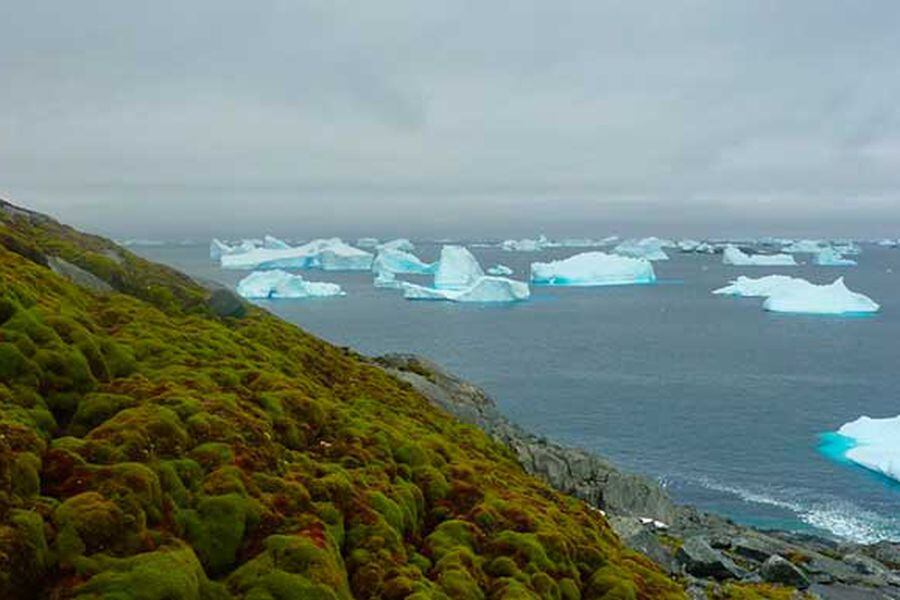 musgo-antartica