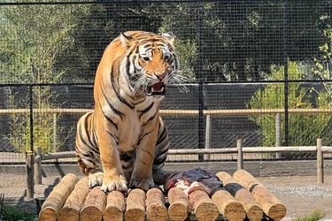 Propietario de zoológico fue atacado por un tigre en Los Ángeles: se encuentra grave
