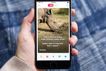 Tinder lanza campaña para salvar al último rinoceronte blanco