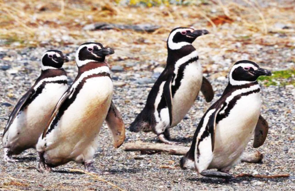 Pingüinos de Magallanes caminan en grupo. FOTO: Víctor Guimera