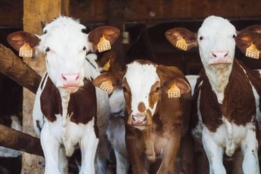 China clonó por primera vez tres “súper vacas” altamente productivas