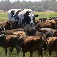 "Knickers" | La vaca gigante que sorprende en una granja de Australia