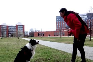 Estudio revela que los perros pueden distinguir entre diferentes idiomas