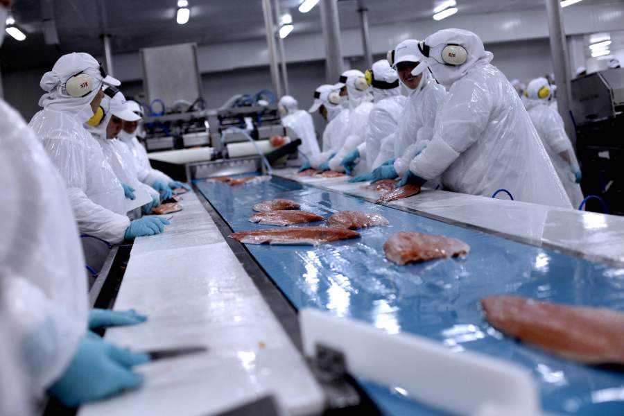 TALCAHUANO:  Inauguración Planta de salmones de Pesquera Blumar