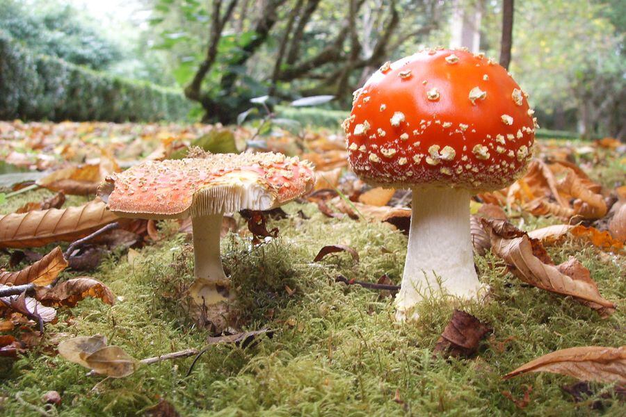 imagen-amanita-muscaria4