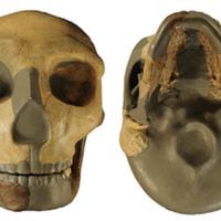 Científicos encuentran un inusual cráneo: presumen que es de un linaje humano desconocido