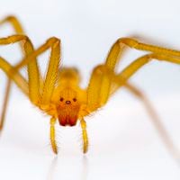 Araña de rincón: cómo reconocerla y qué hacer tras una mordedura
