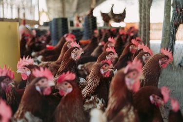 Gripe aviar: gremios de producción de huevos y carnes en alerta, pero descartan riesgo para el consumo humano